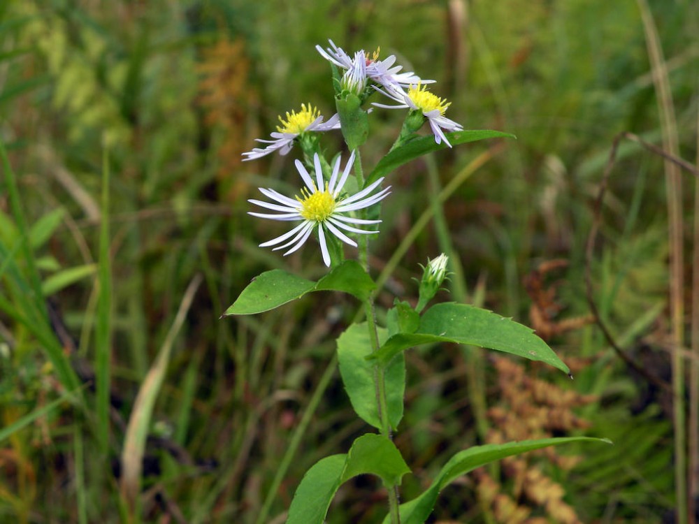 symphyotrichum_patens_2